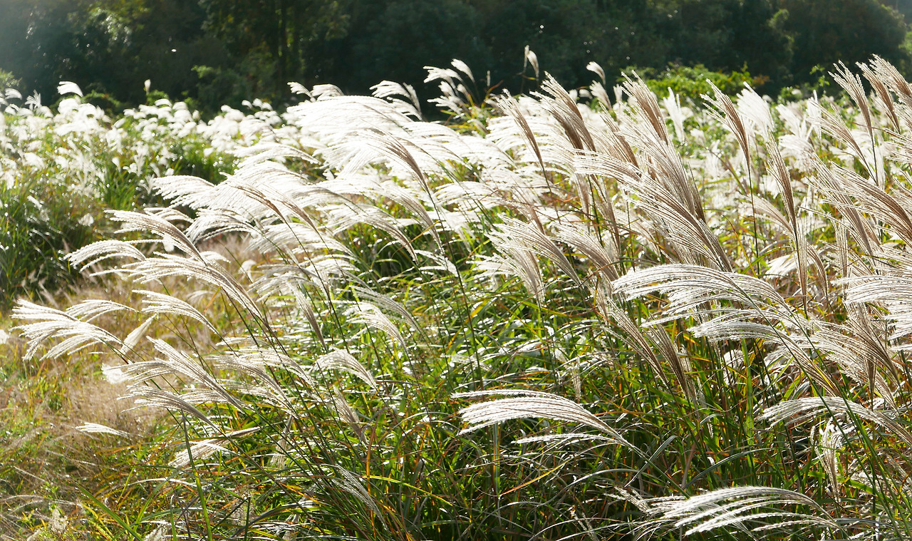 중산간 난드르에 피어난 억새 2.jpg