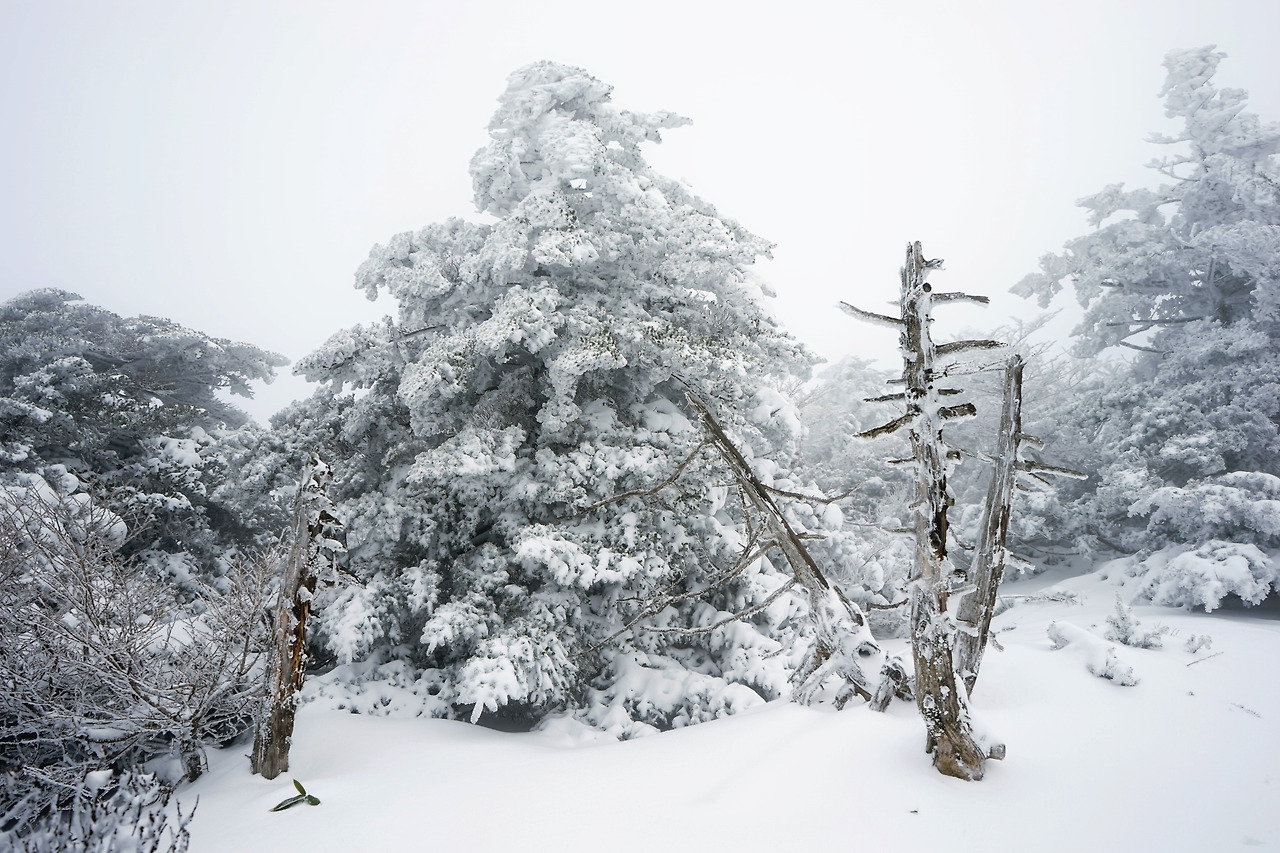 한라산 눈꽃산행.jpg
