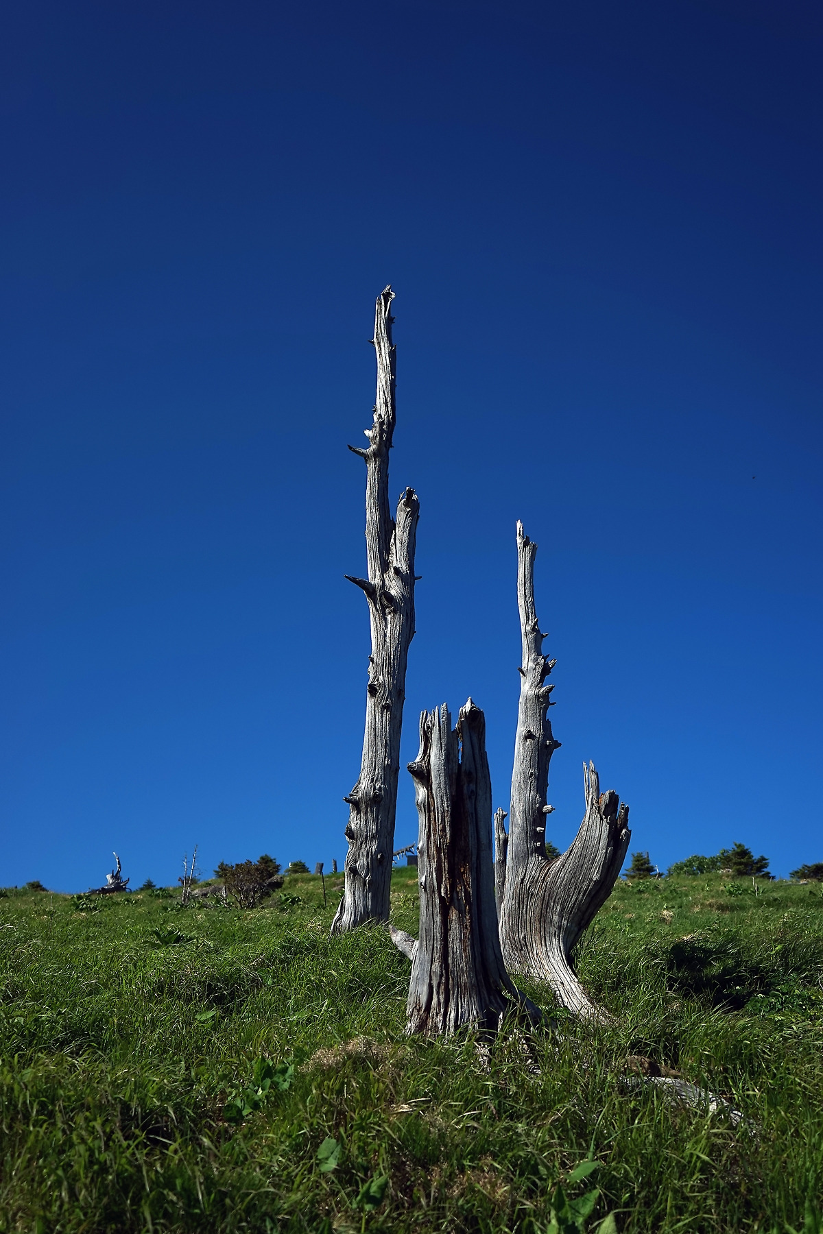 DSC02397제석봉 고사목s.jpg