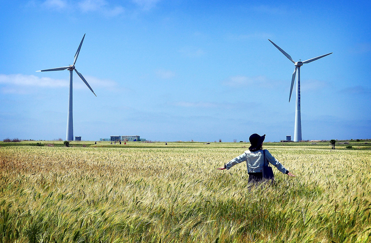 바람의 섬, 가파도의 청보리밭에 어우러진 풍력발전기c.jpg