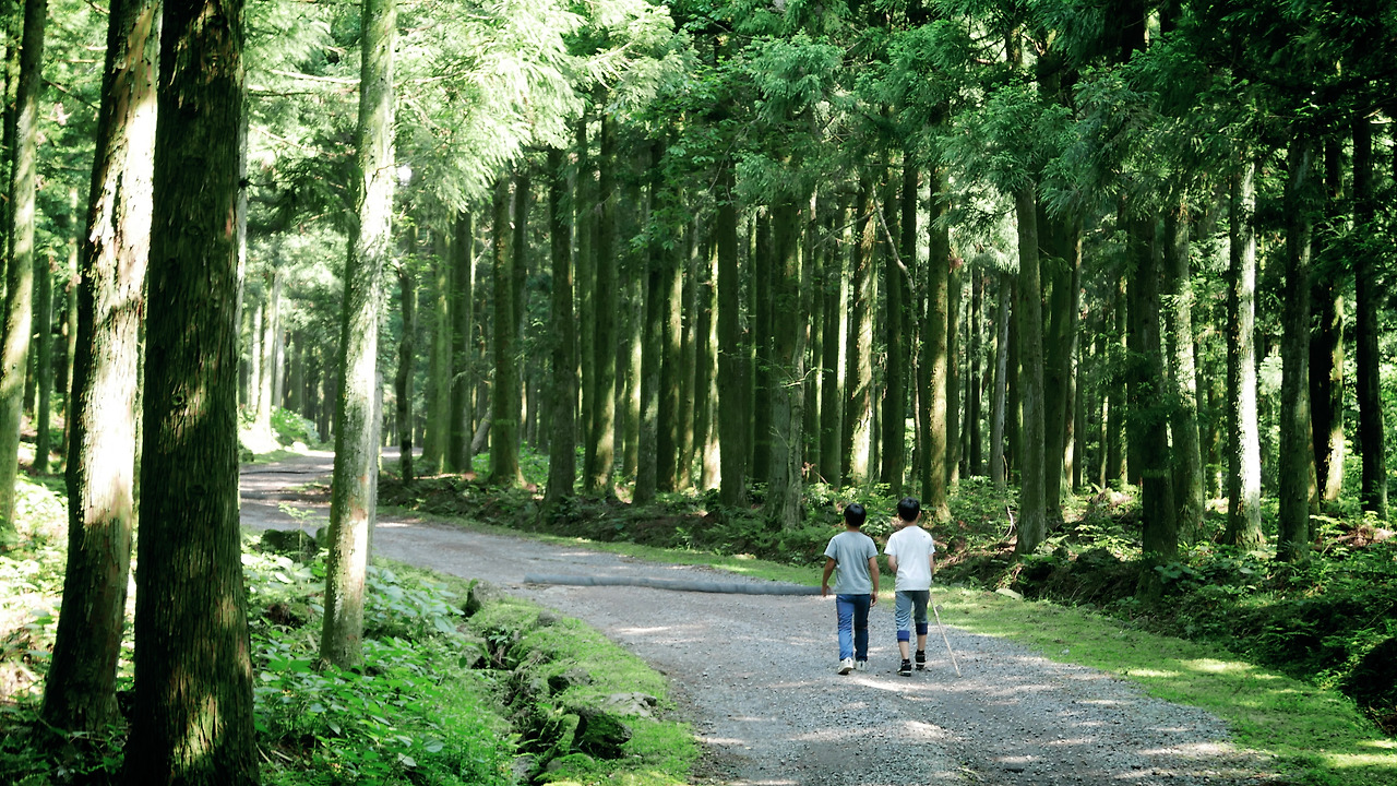 한남자연시험림 숲길 1.jpg