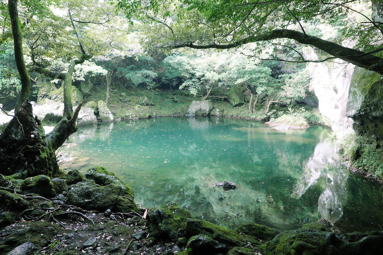 고살리숲길의 소.jpg