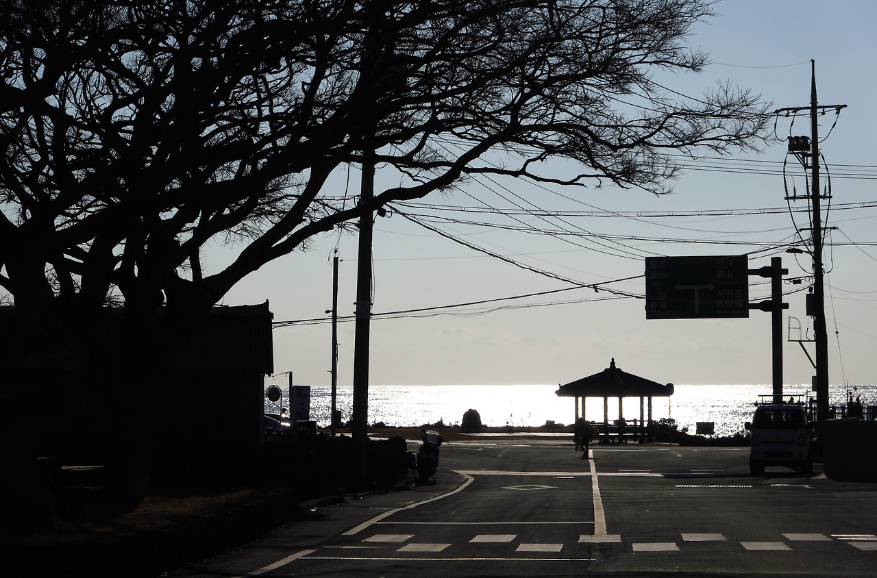 온평리 폭낭과 바당.jpg