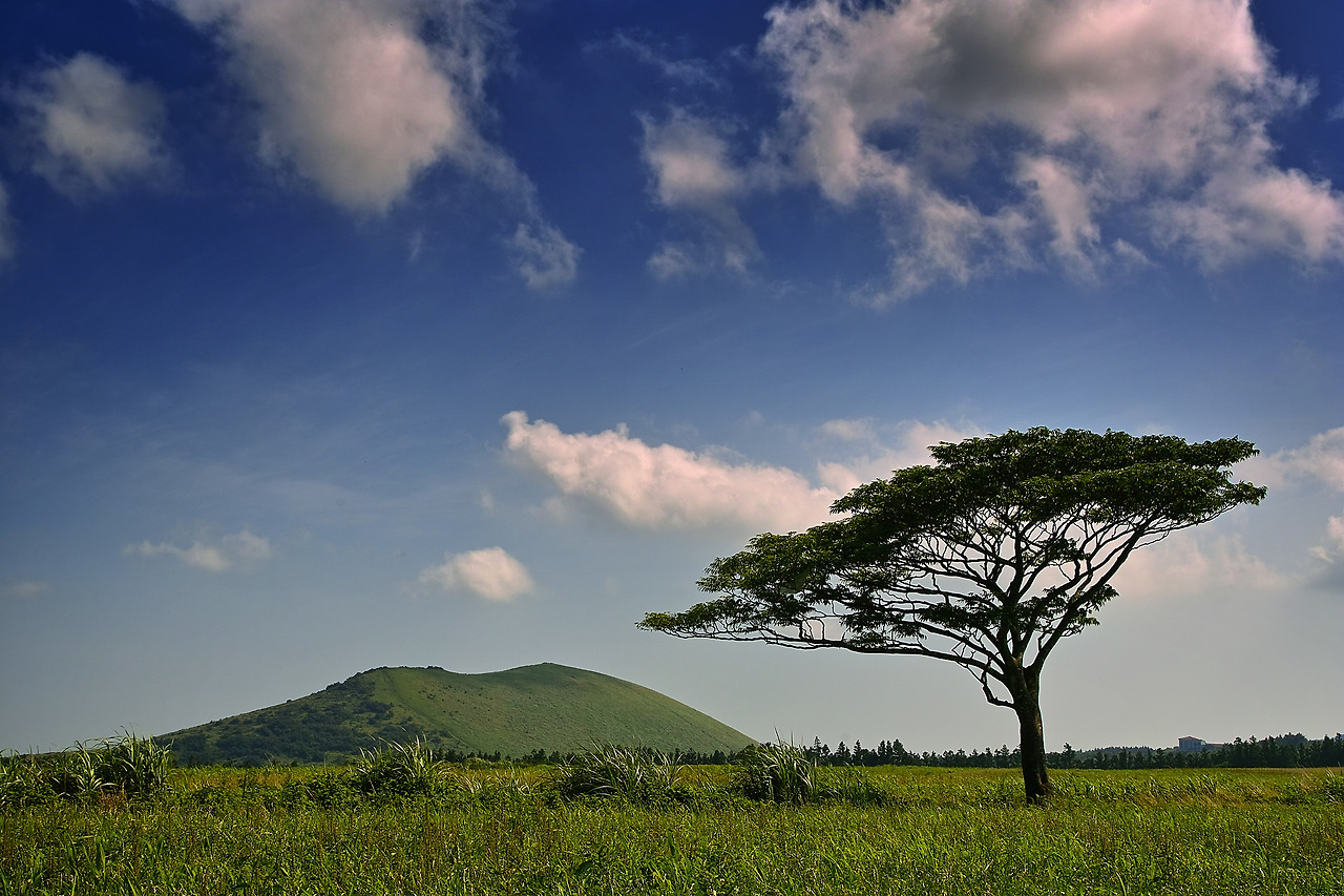 새별오름과 나홀로나무.jpg