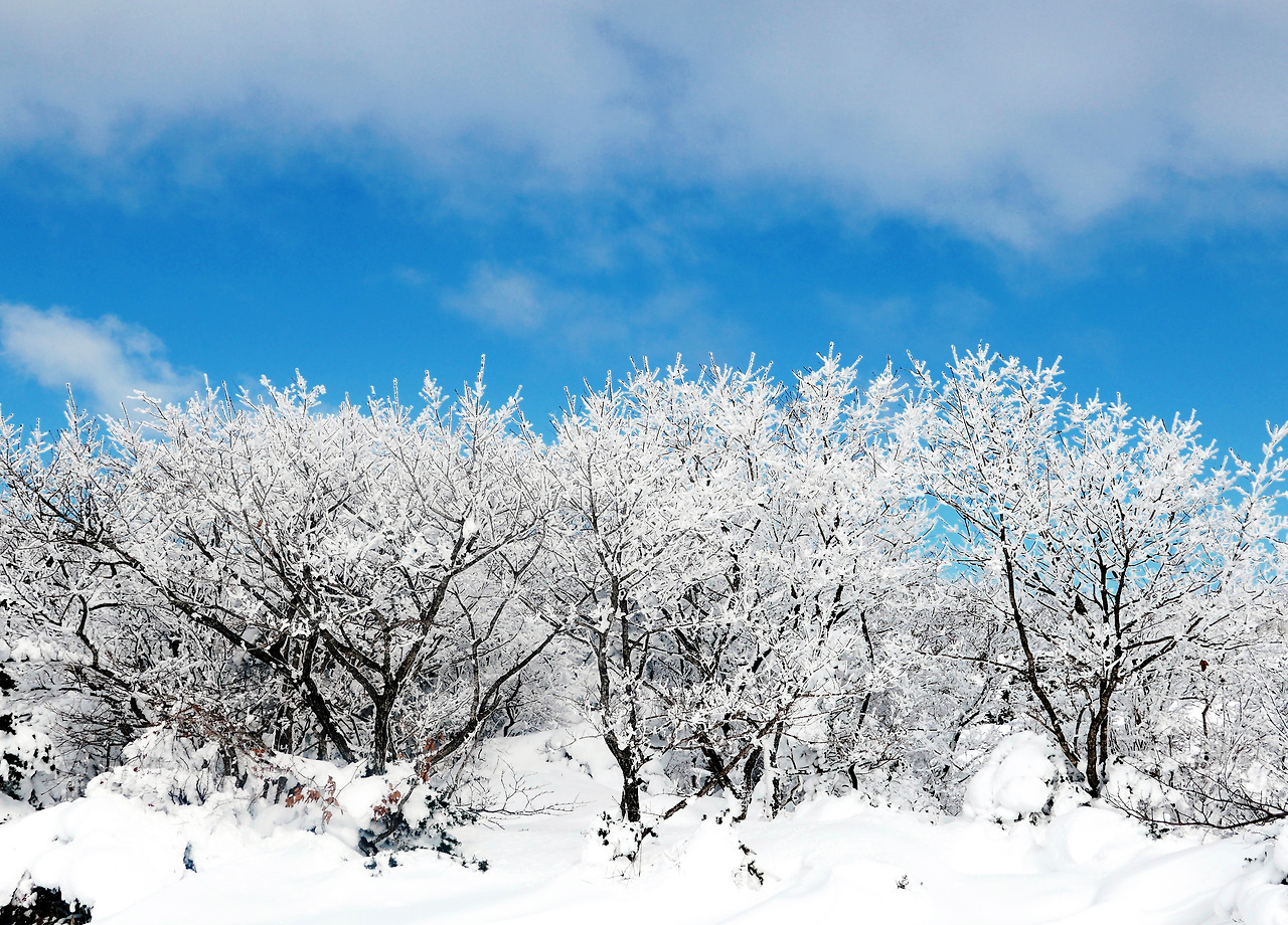 1100고지의 눈꽃.jpg