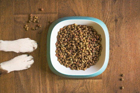 dog-food-5168940_960_720.jpg