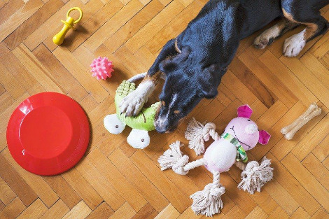 dog-toys-5175628_960_720.jpg