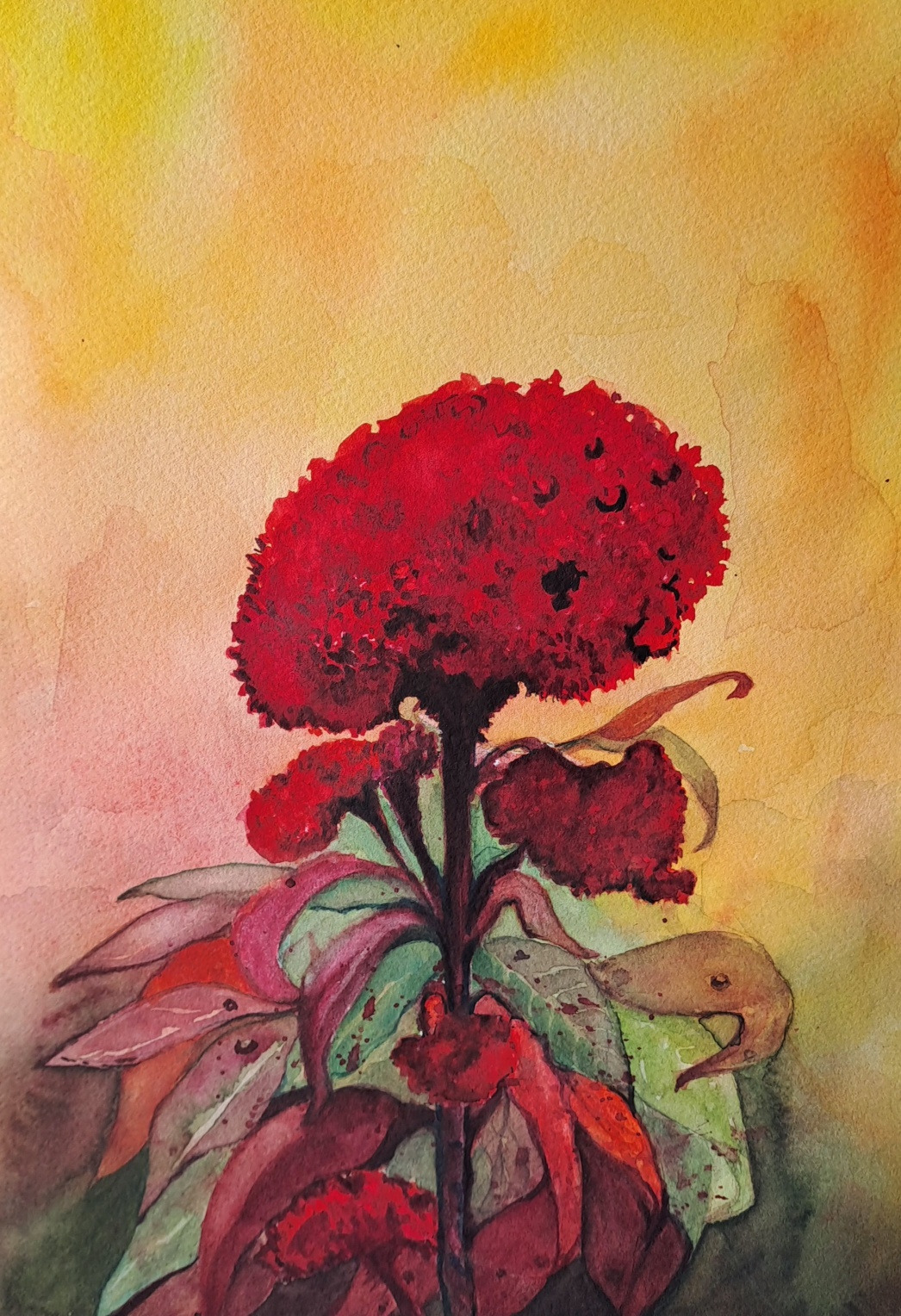 보통날의 시선 59 맨드라미 그림.jpg