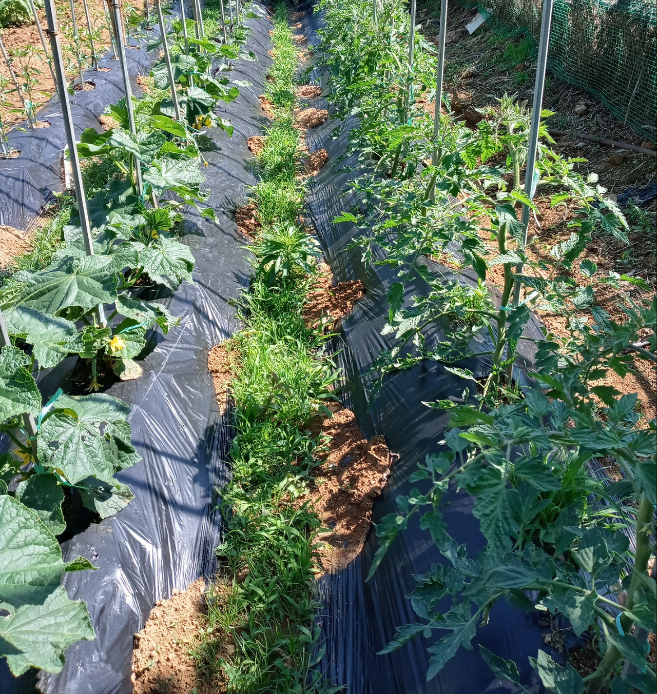 오마이뉴스 텃밭1.jpg