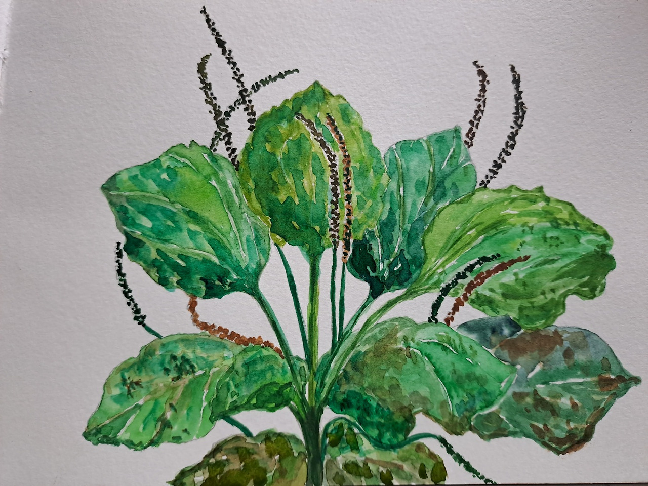 여름 손님 시 그림 질경이.jpg