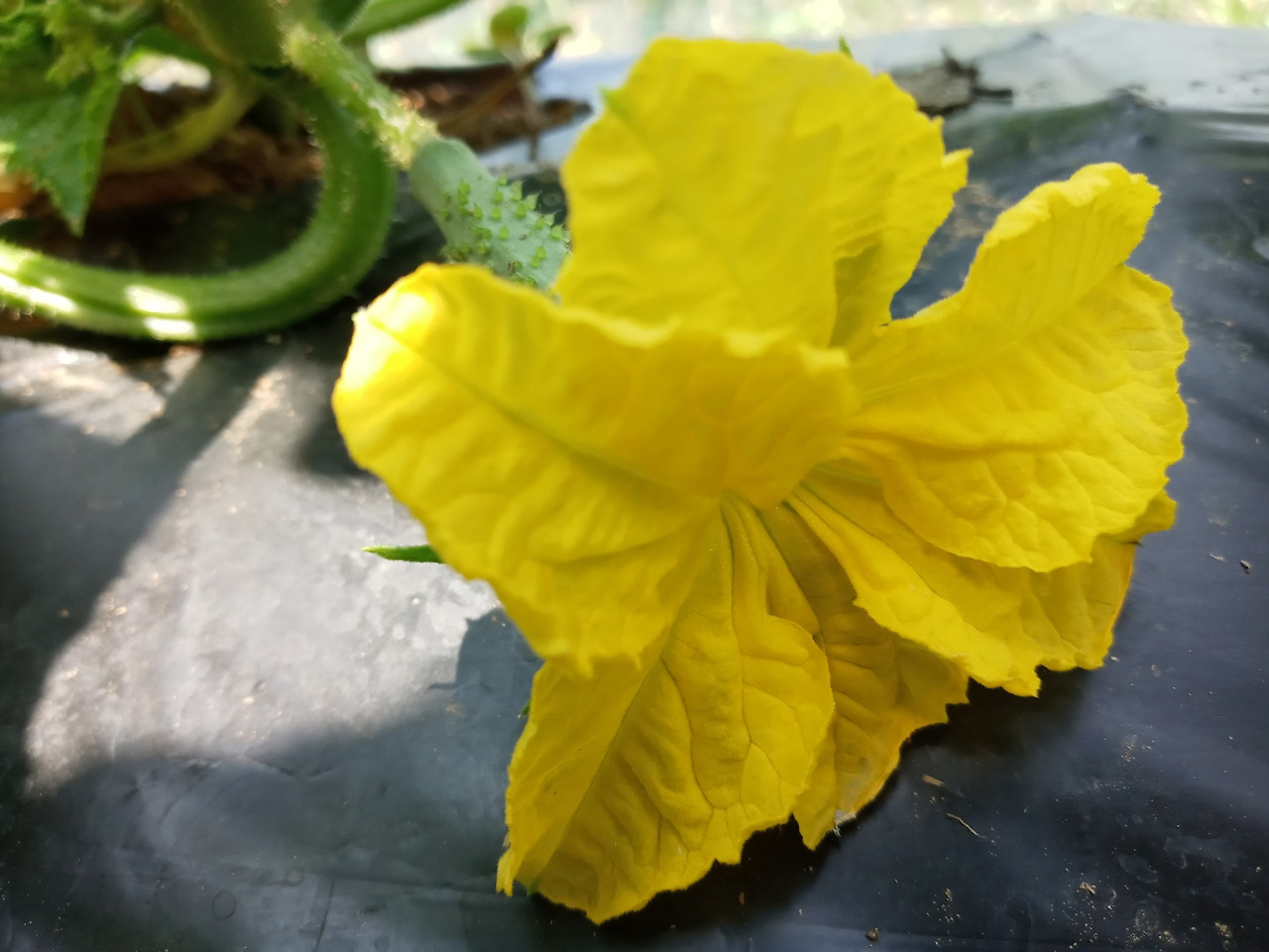 오마이뉴스 오이꽃.jpg