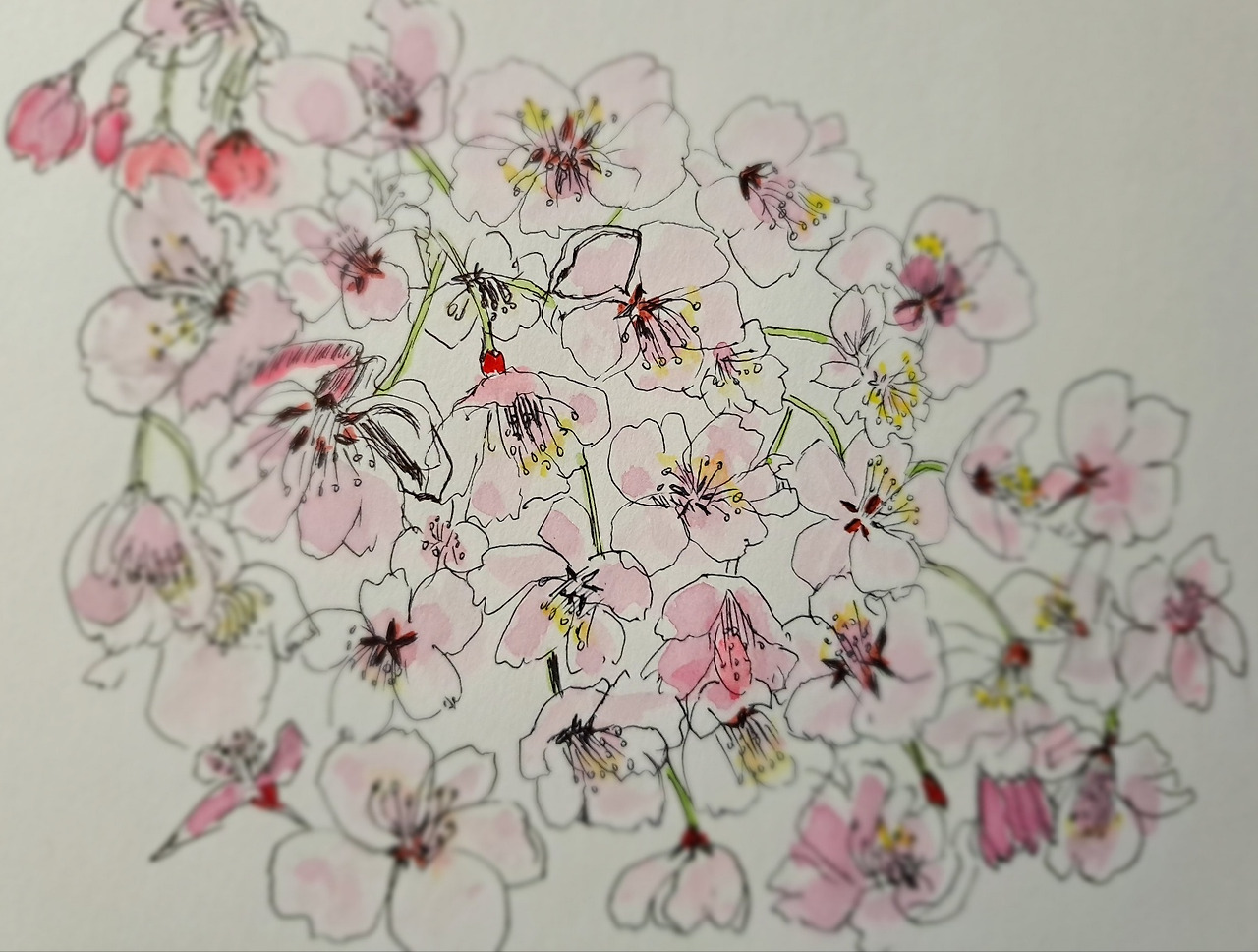 보통날의 시선 36 벚꽃 그림.jpg