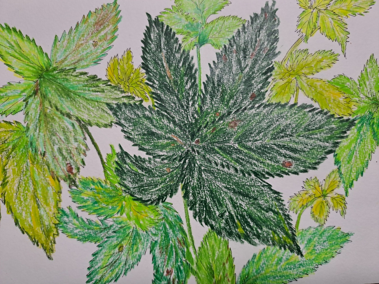 환삼덩굴 그림.jpg