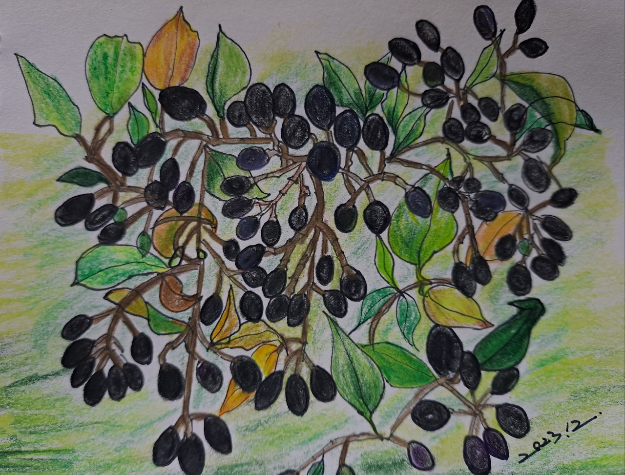 보통날의 시선 12 쥐똥나무 그림.jpg