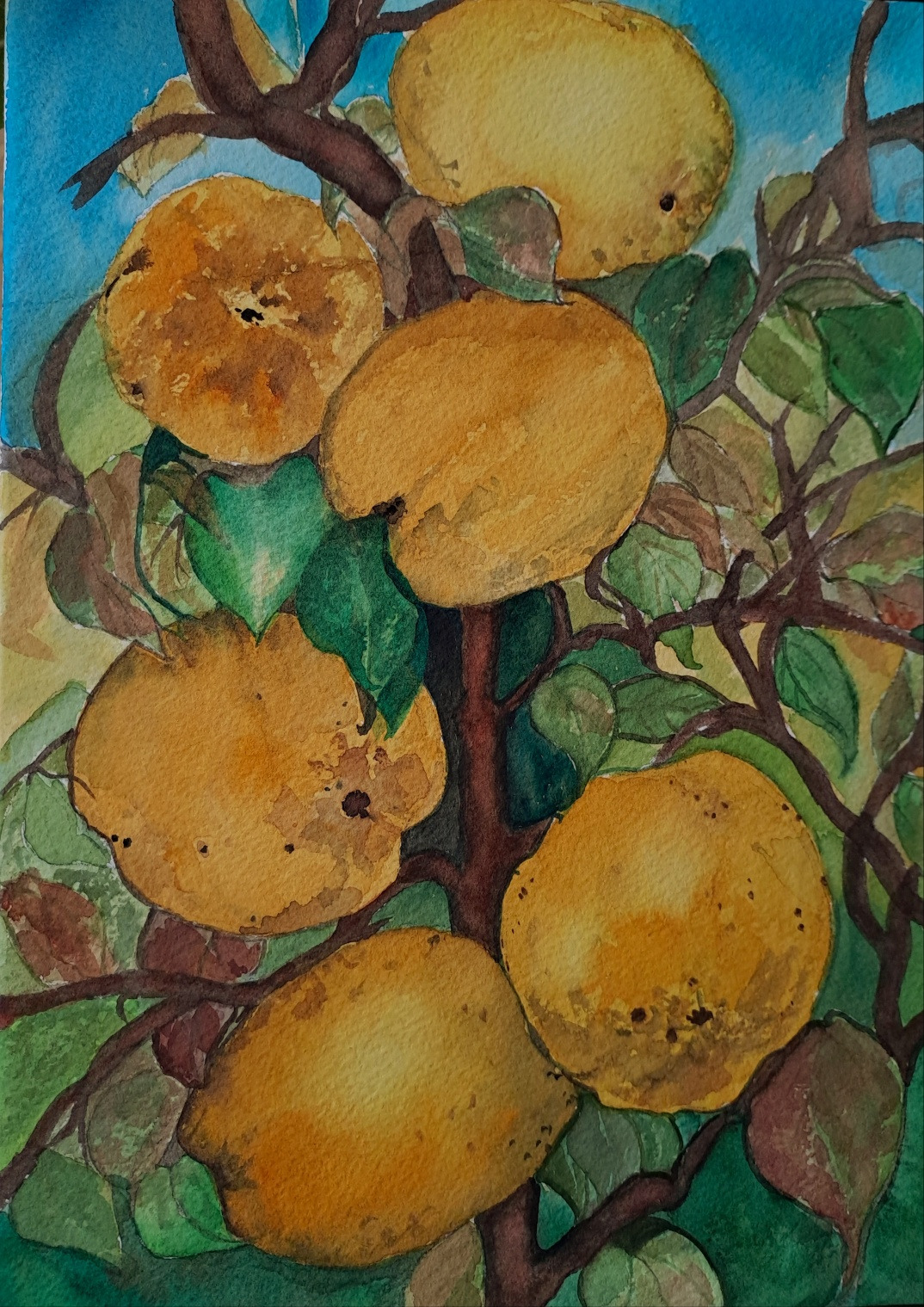 브런치 12 모과그림.jpg