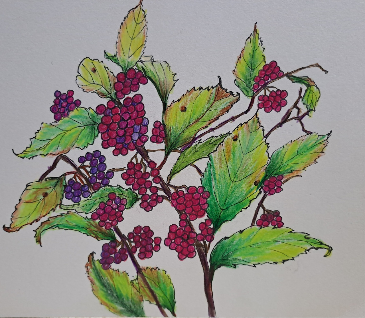 보통날의 시선 56 좀작살나무 그림.jpg