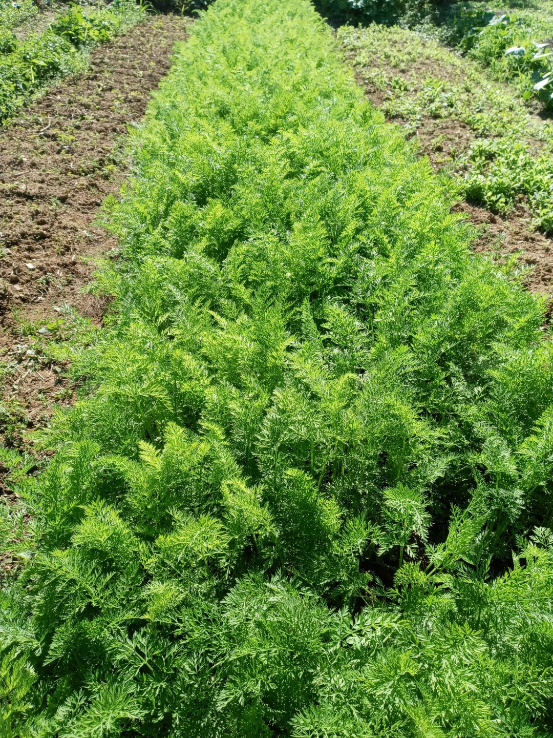 오마이뉴스 당근밭.jpg