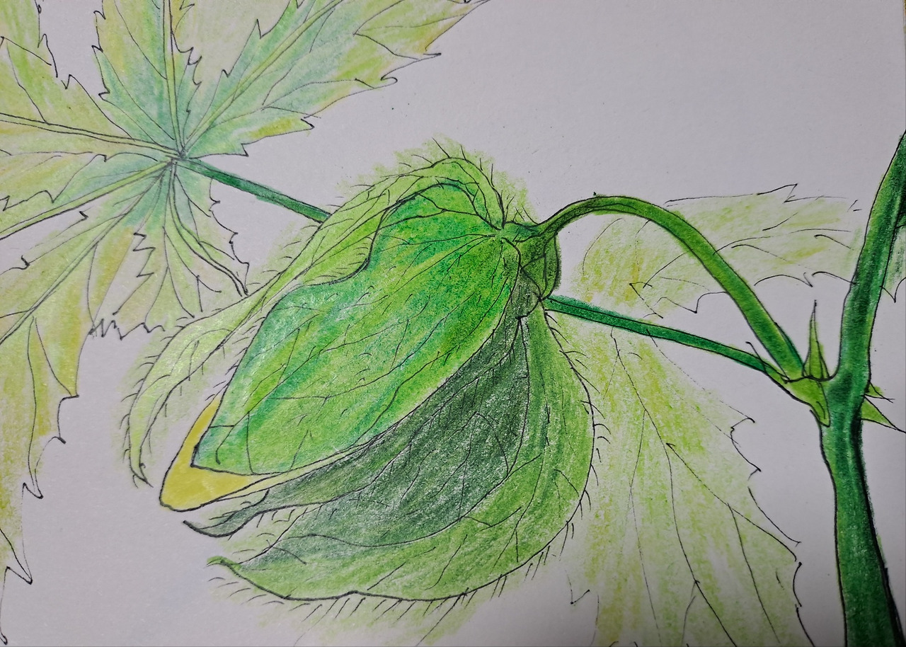 보통날의 시선13 달빛 부용그림 1.jpg