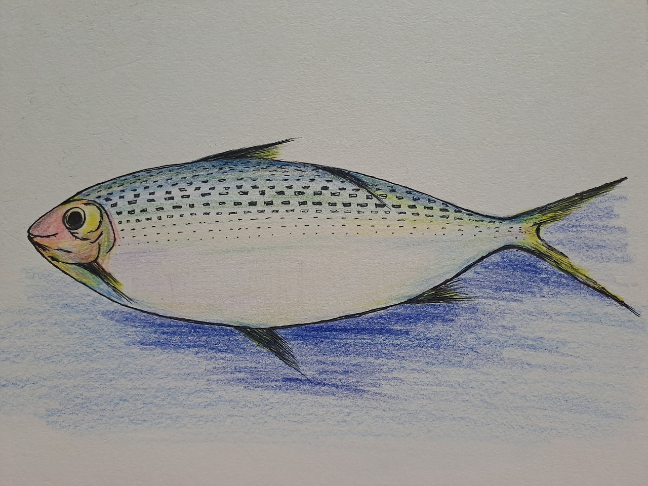 보통날의 시선 54 전어 그림.jpg