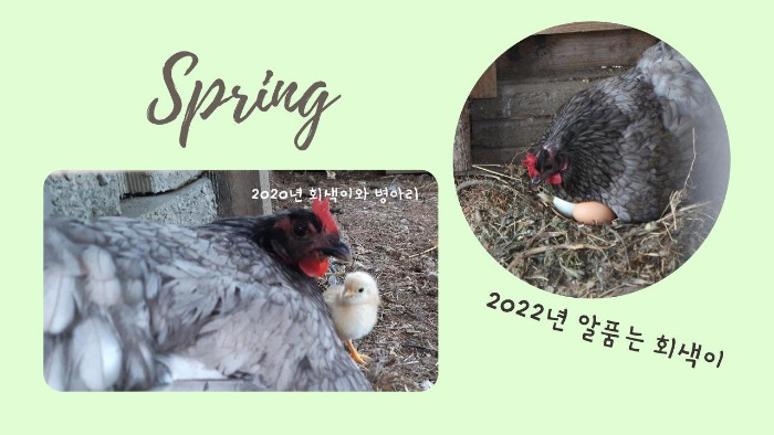 알 품는 봄 (1).jpg