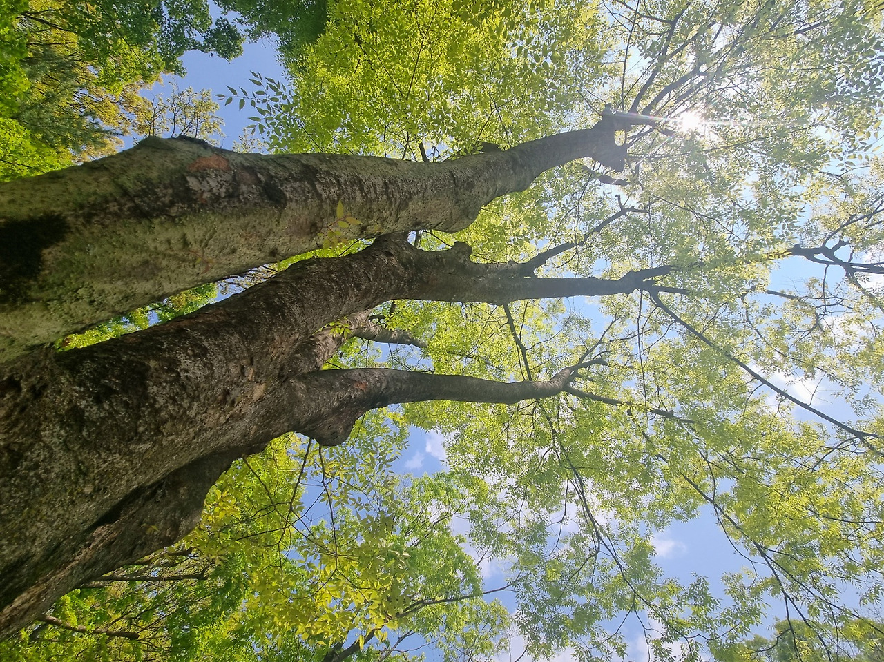 저장 서울대공원 나무.jpg