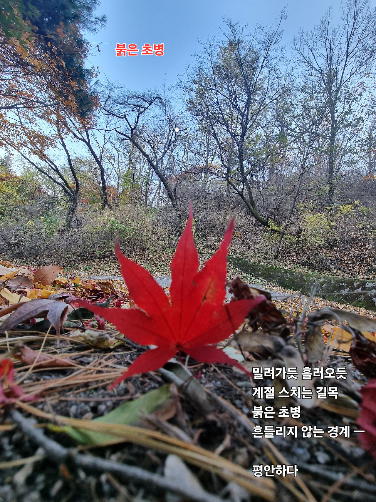 디카시 2. 붉은 초병.jpg