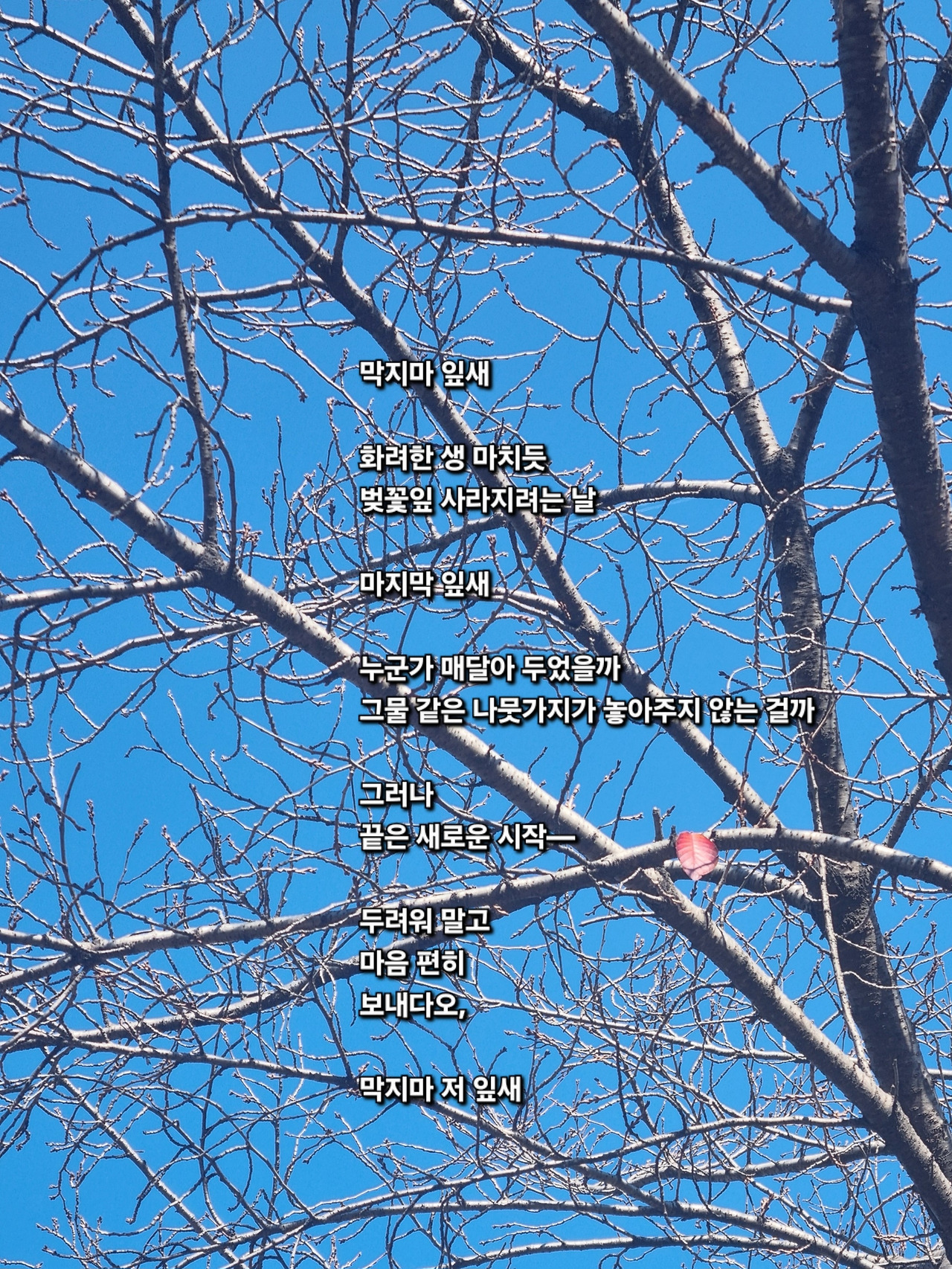 디카시 10. 막지마 잎새.jpg