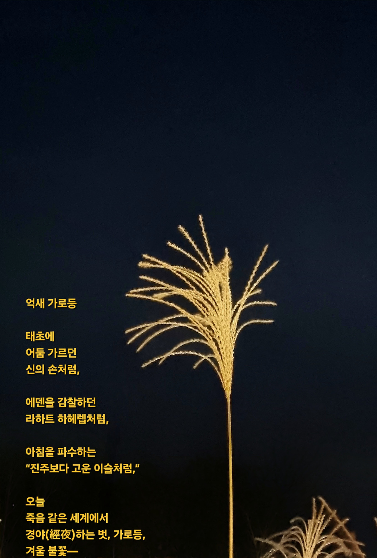 디카시 8. 억새 가로등.jpg