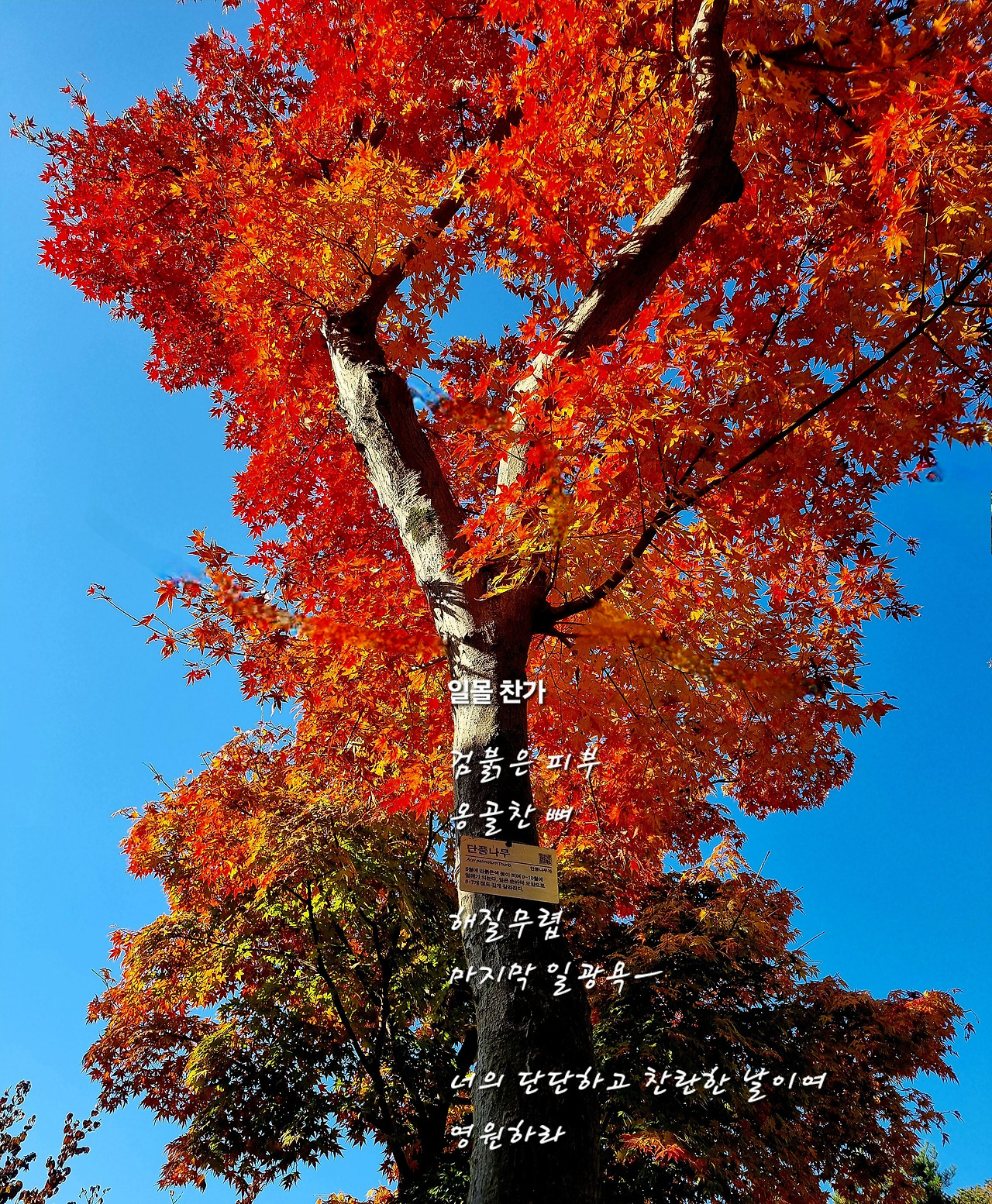 디카시 11. 일몰찬가.jpg