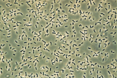 Bacillus_subtilis_%282%29.jpg