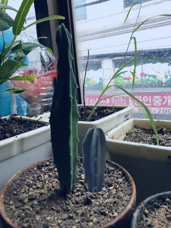 용심목 성장과정.jpg