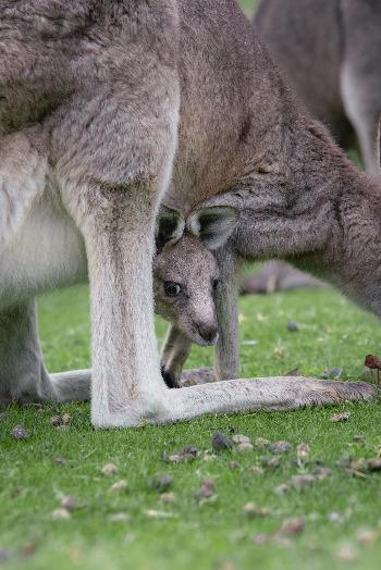 껌딱지 캥거루.jpg