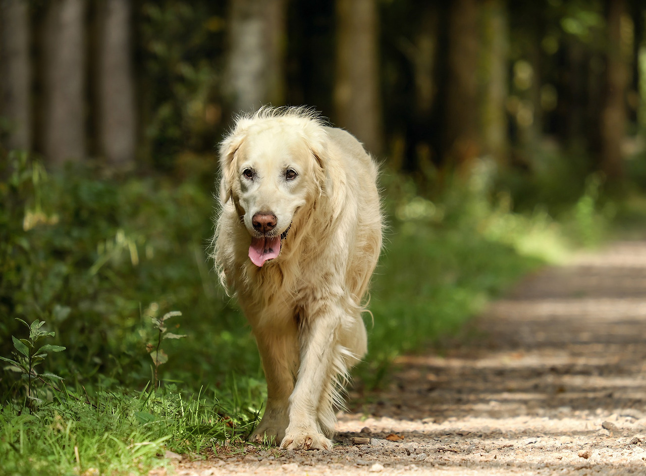 golden-retriever-2701033_1920.jpg