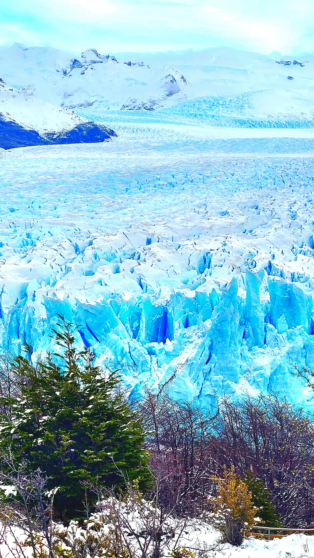 calafate(350).jpg