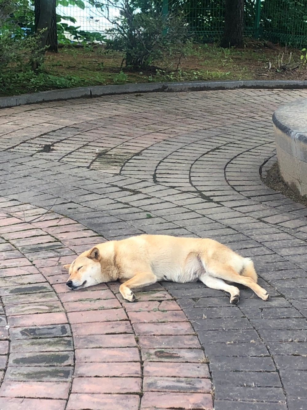 누렁이 해피.jpg