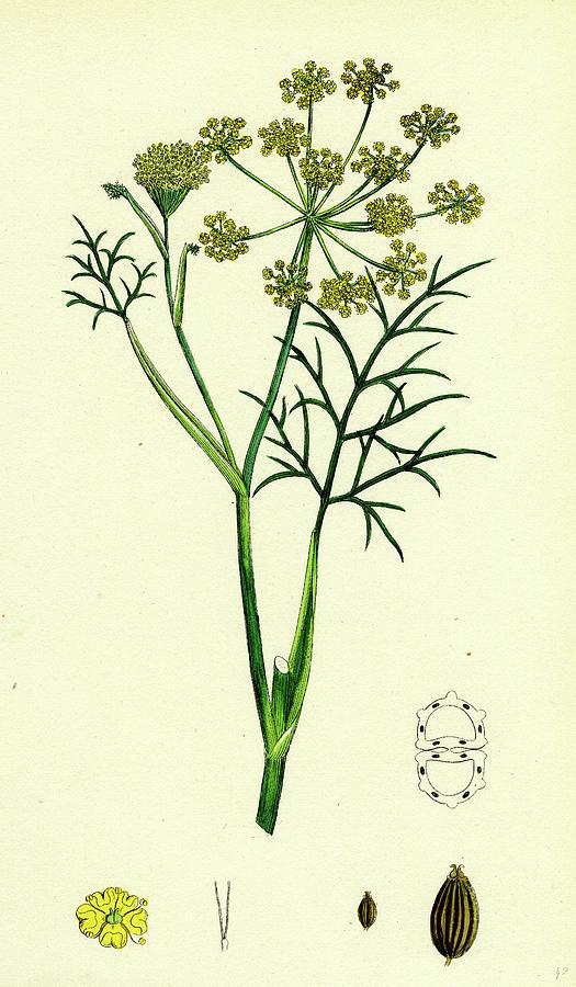 foeniculum-vulgare-common-fennel-english-school.jpg