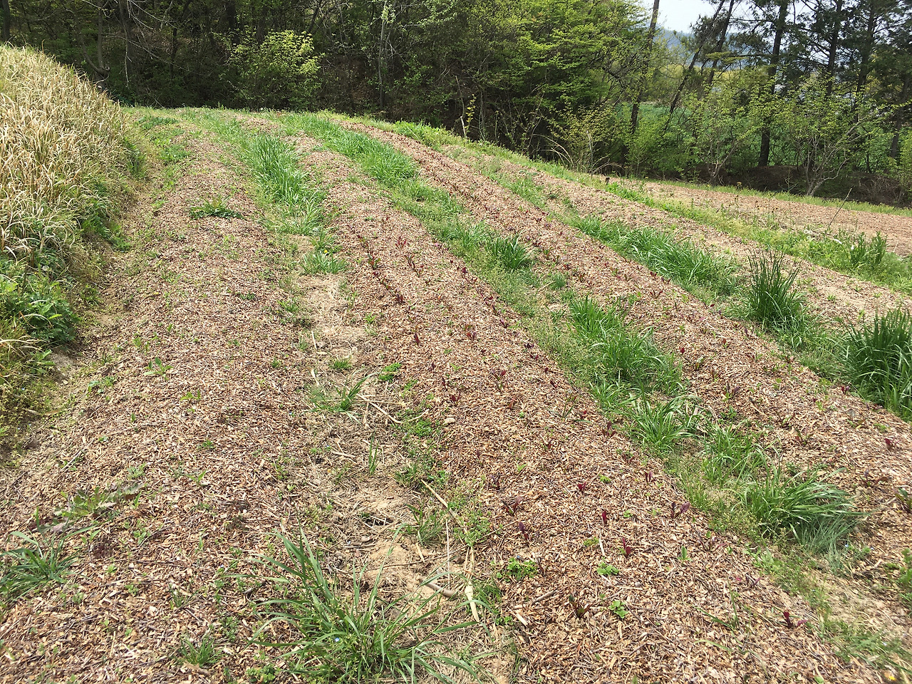 사진 2021. 4. 21. 오전 11 47 08.jpg