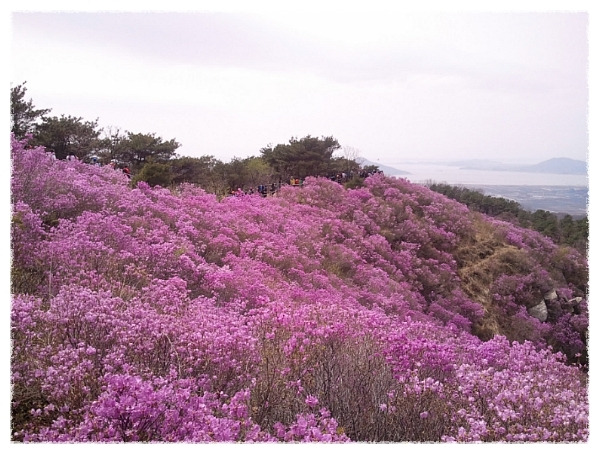 고려산 진달래1.jpg