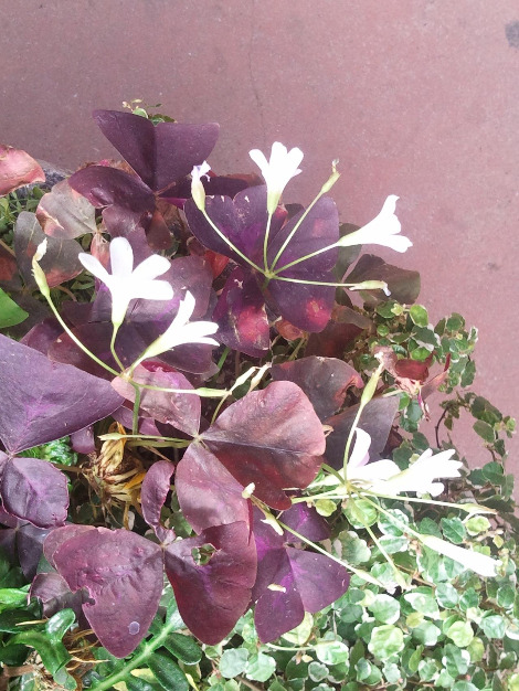 2012-04-01 10.36.05.jpg