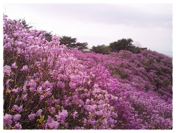 고려산 진달래2.jpg