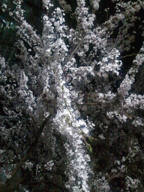 2012-04-15 20.51.44.jpg