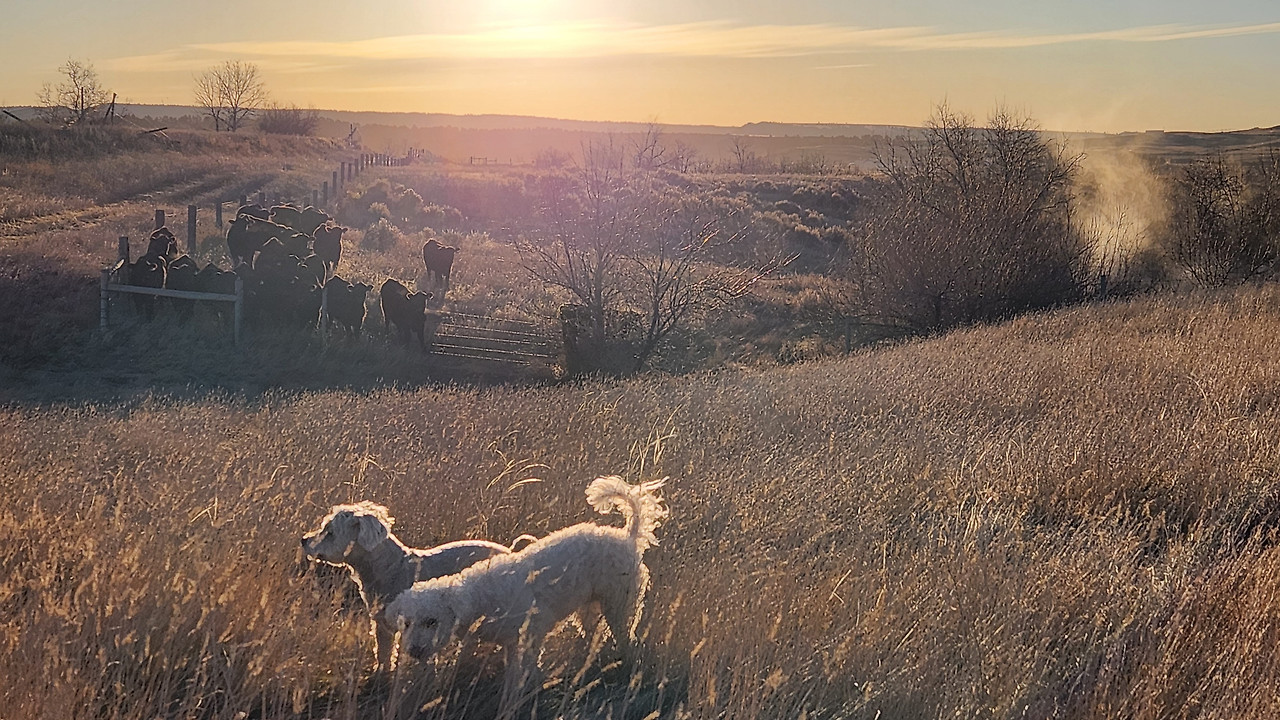 똘콩과 소들.jpg