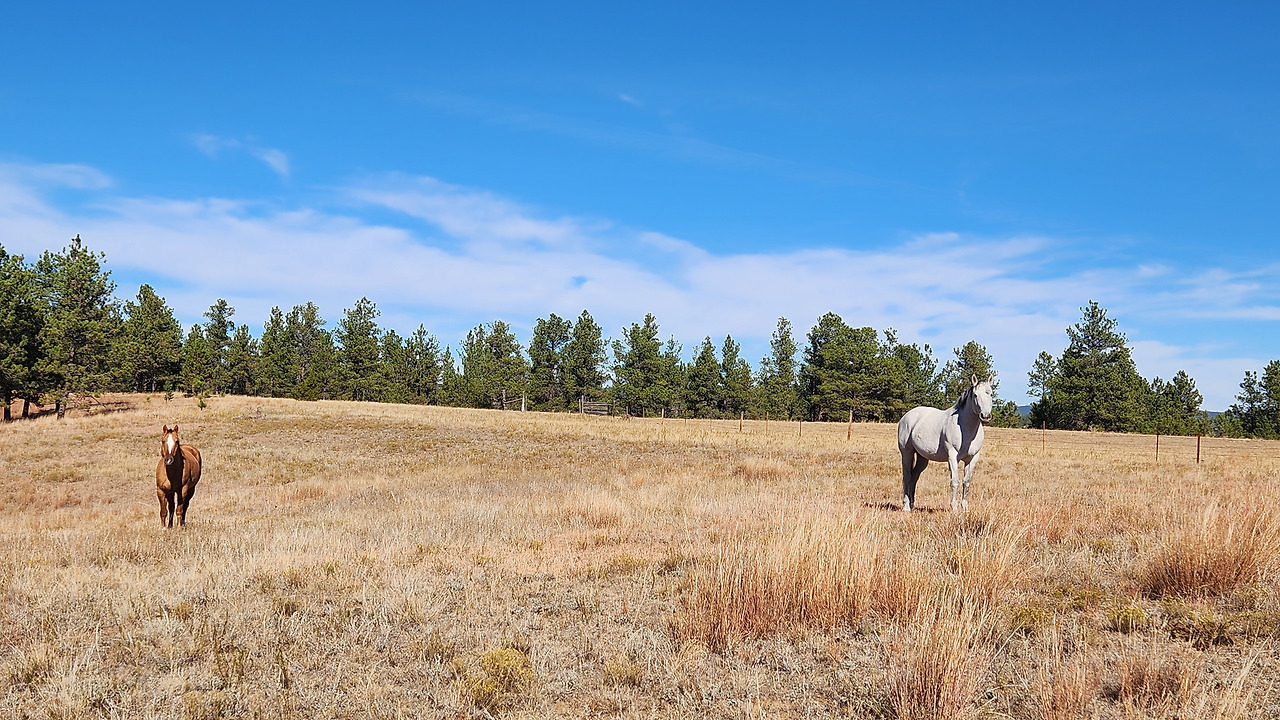 백마와 갈색마 .jpg