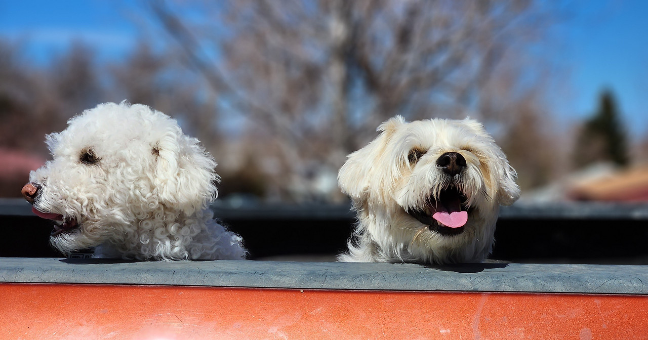트럭위 신나는 똘콩 .jpg