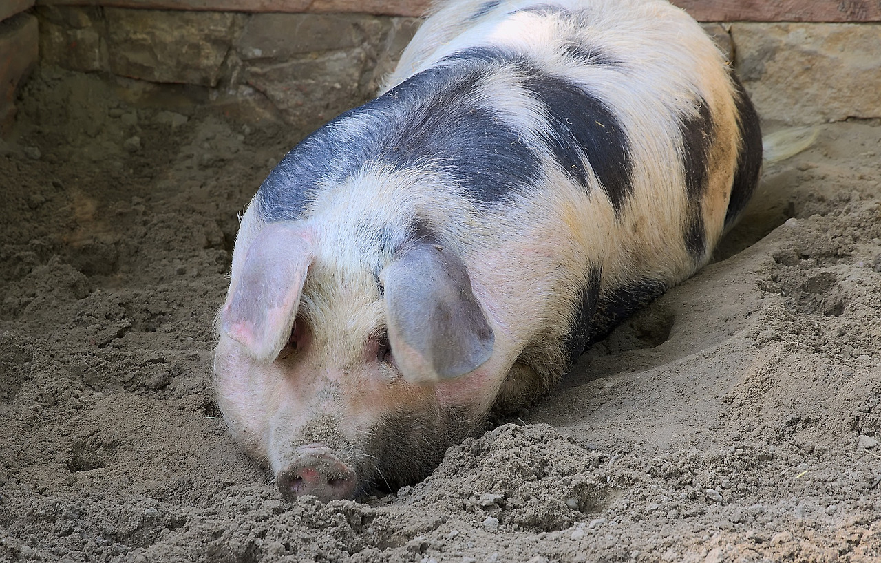 domestic-pig-4516229_1920.jpg