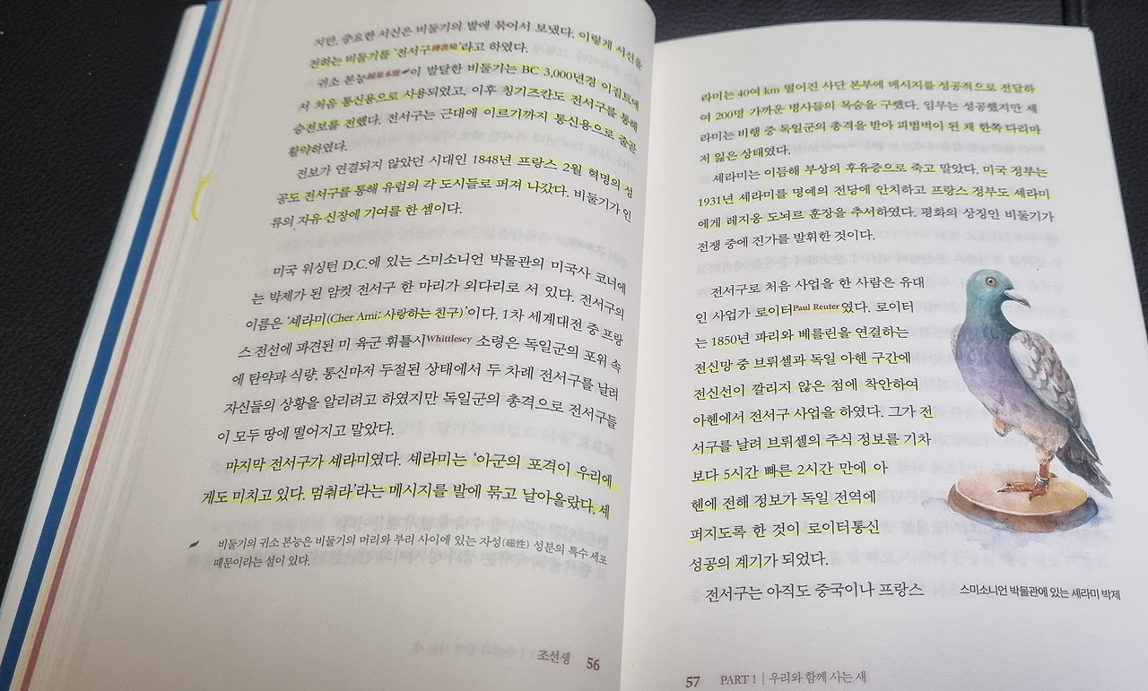 전서구 셰라미 가로사진.jpg