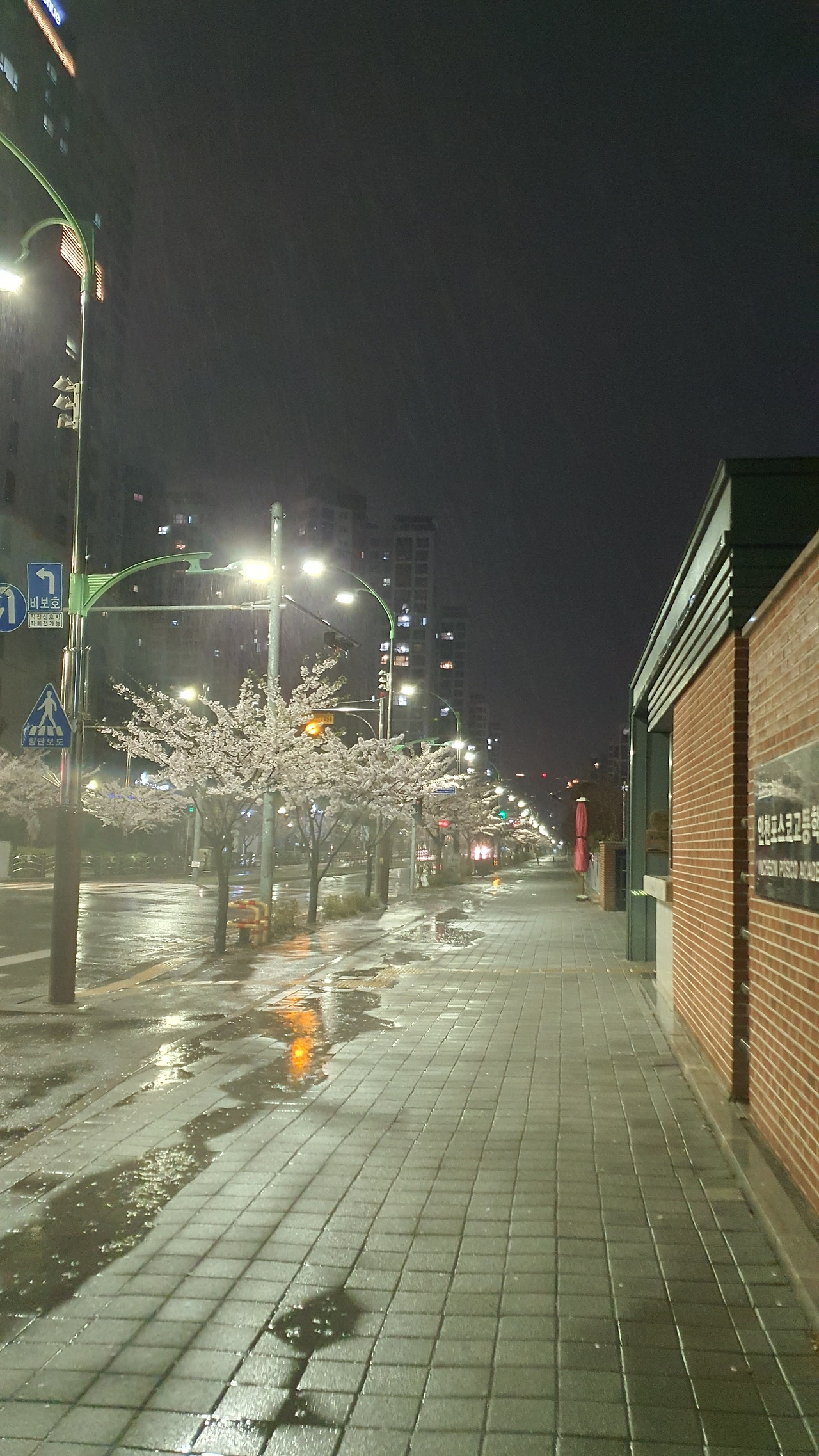 포스코자고앞의 벚꽃(세로).jpg