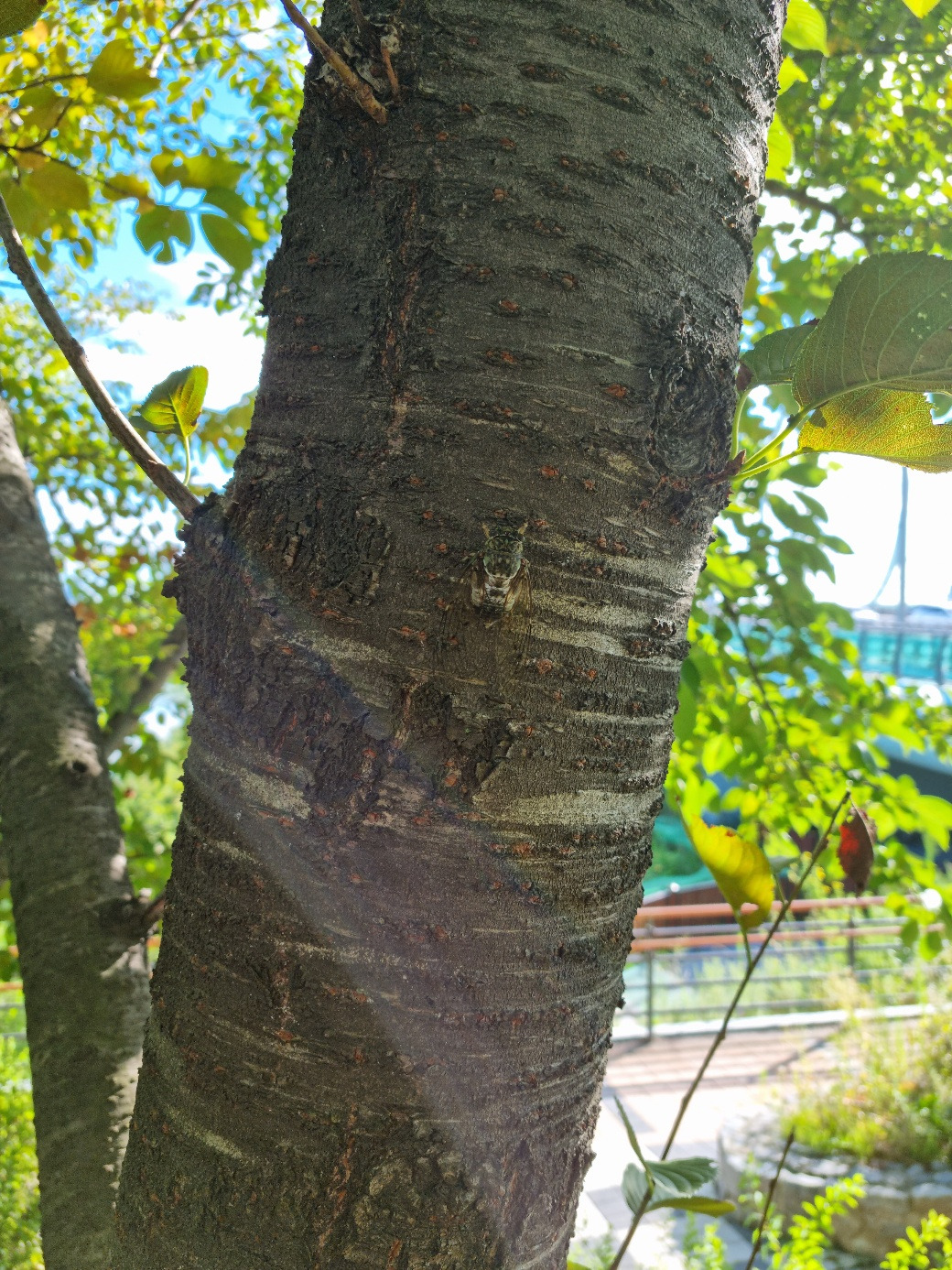 나무 둥지에 붙어있는 매미.jpg