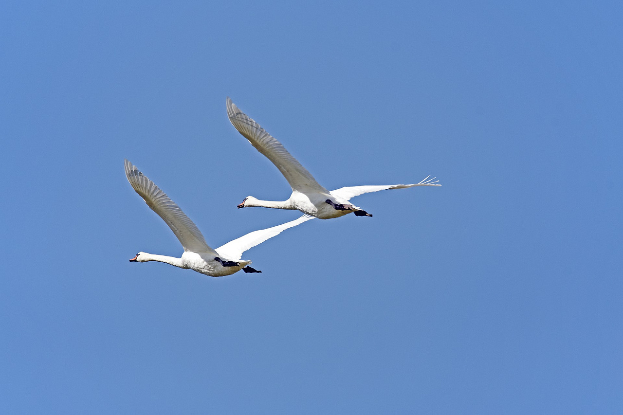 mute-swans-4480579_1920.jpg