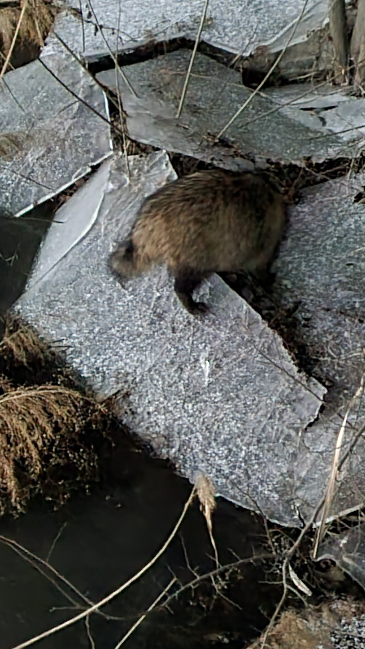 달빛공원의 얼음에 먹리박은 너구리.jpg